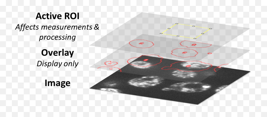 Measurements U0026 Regions Of Interest Analyzing Fluorescence - Imagej Overlay Rois Add Png,Blur Overlay Png