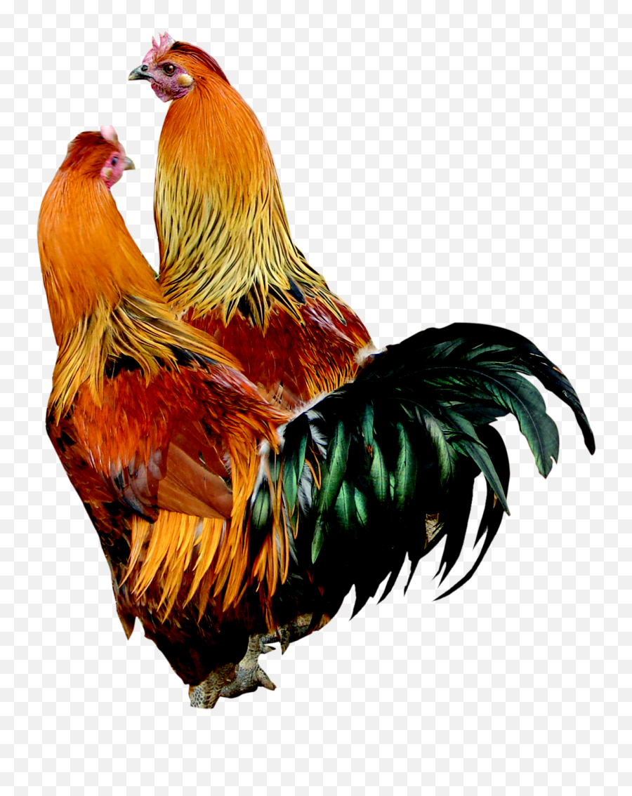 Pin - Desi Chicken Png,Chicken Clipart Transparent Background
