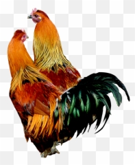 Pin - Desi Chicken Transparent PNG