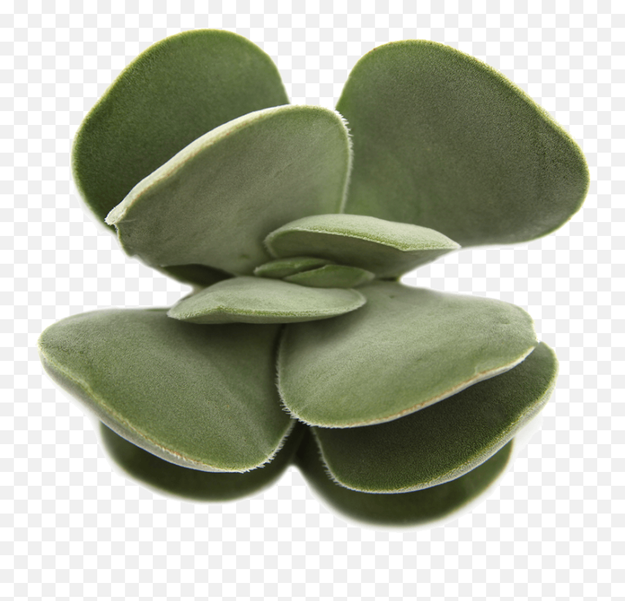 Transparent Background Succulent - Crassula Dubia Succulent Png,Succulent Transparent Background