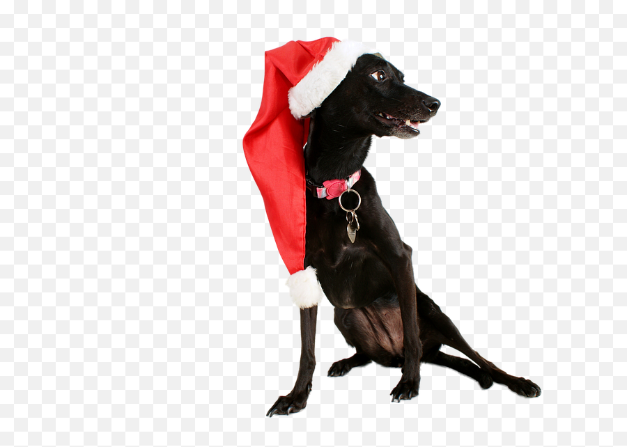 Dog Black Pet - Free Image On Pixabay Dog Catches Something Png,Black Dog Png