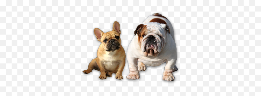 Png Images Free Transparent - French And English Bulldog Png,Bulldog Png