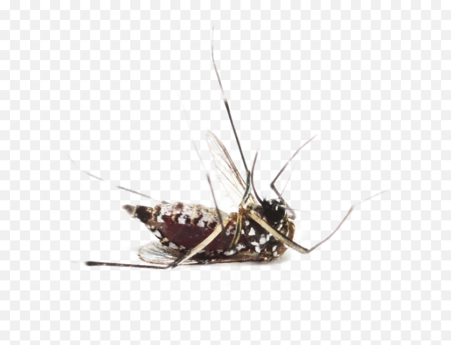 Mosquito Png Image - Dead Mosquitoes,Mosquito Png