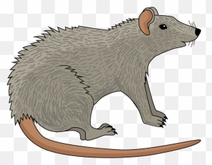 Clipart - Rat Clipart Png,Rat Png