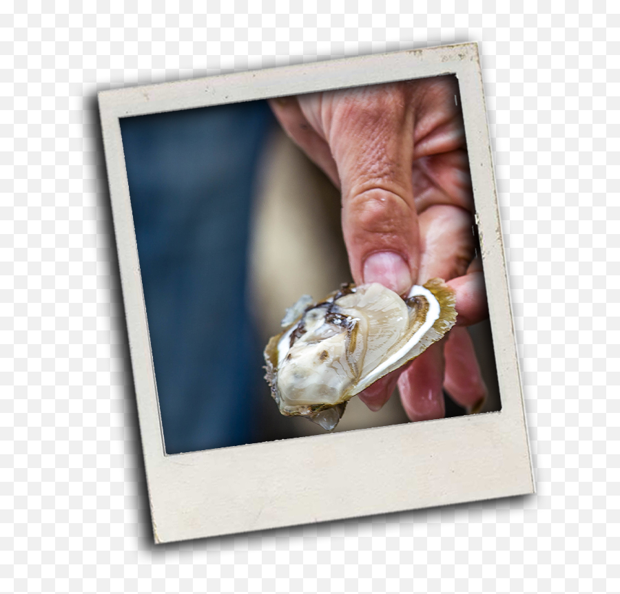 Culinary Croatia - Oysters Of Ston Picture Frame Png,Oysters Png