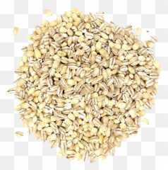 Barley Grain Png Pic - Emmer