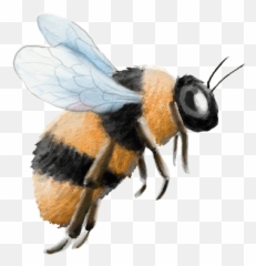 Book Illustrations Gallery U2014 Annau0027s Art Avenue Png Honey Bee