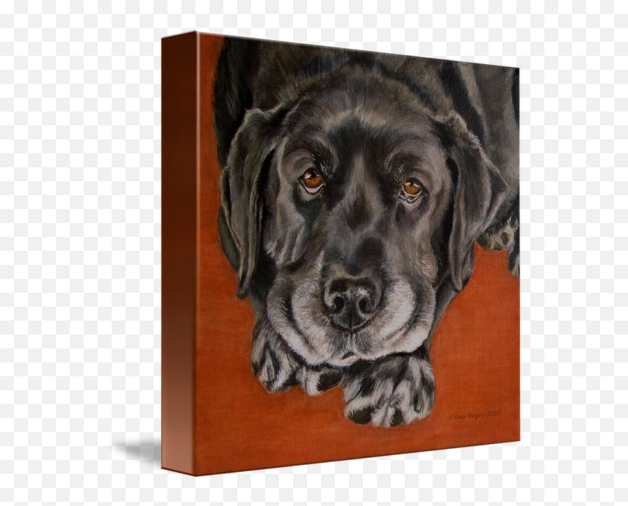 Black Lab Rests Head Rescue Dog By Amy Reges - Dog Breed Png,Black Lab Png