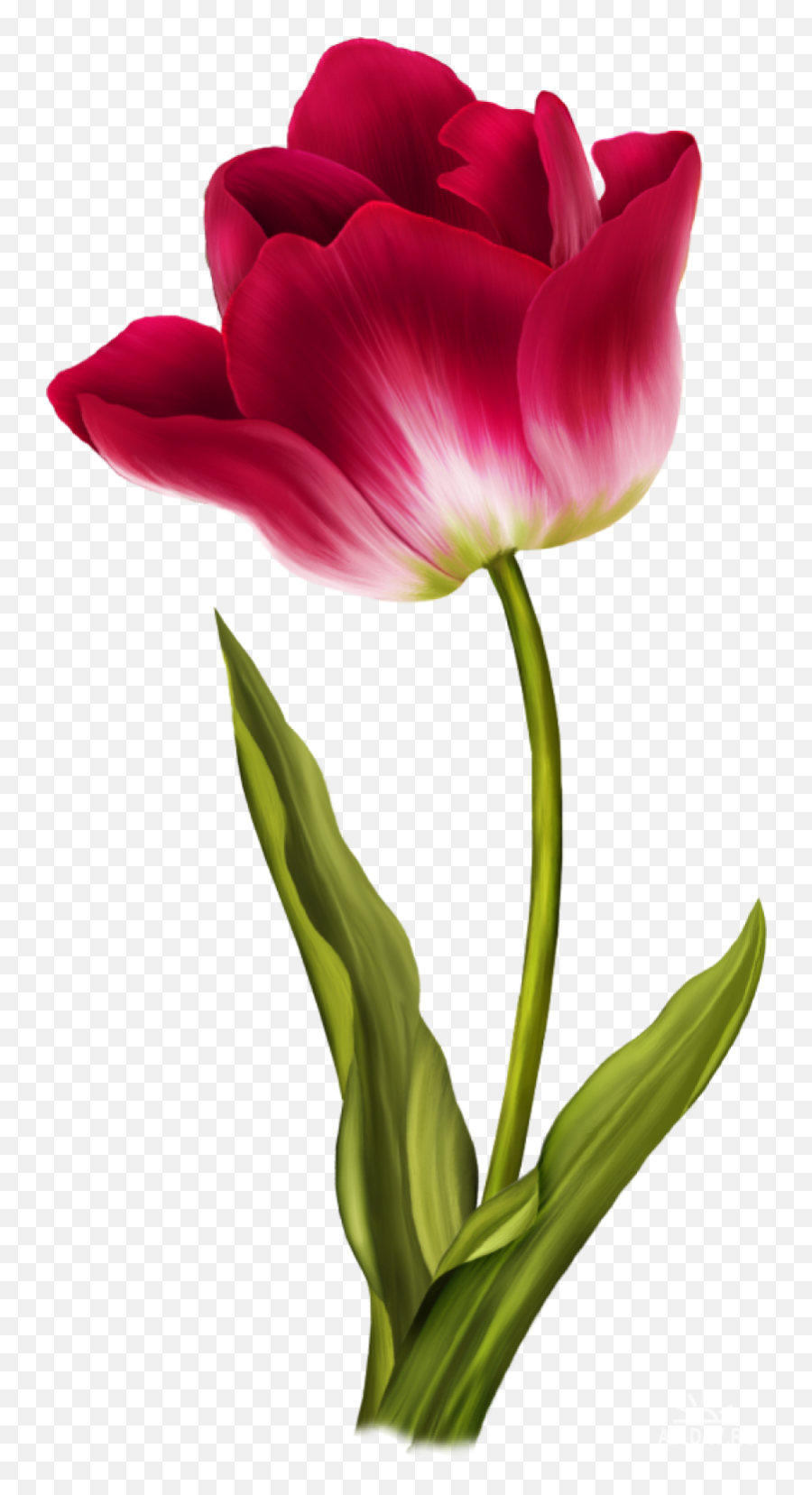 Tulip Png Image - Purepng Free Transparent Cc0 Png Image Tulip Colour Pencil Drawing,Tulips Transparent Background
