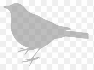 Bird Silhouette Png Clip Arts For Web