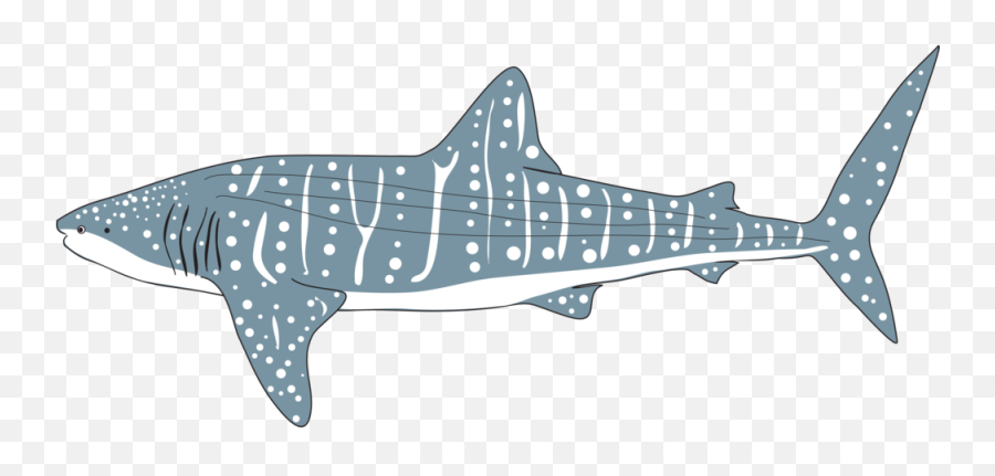 Icon Whaleshark - Whale Shark Clip Art Png,Whale Shark Png