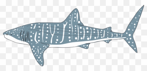 Icon Whaleshark - Whale Shark Clip Art Png,Whale Shark Png