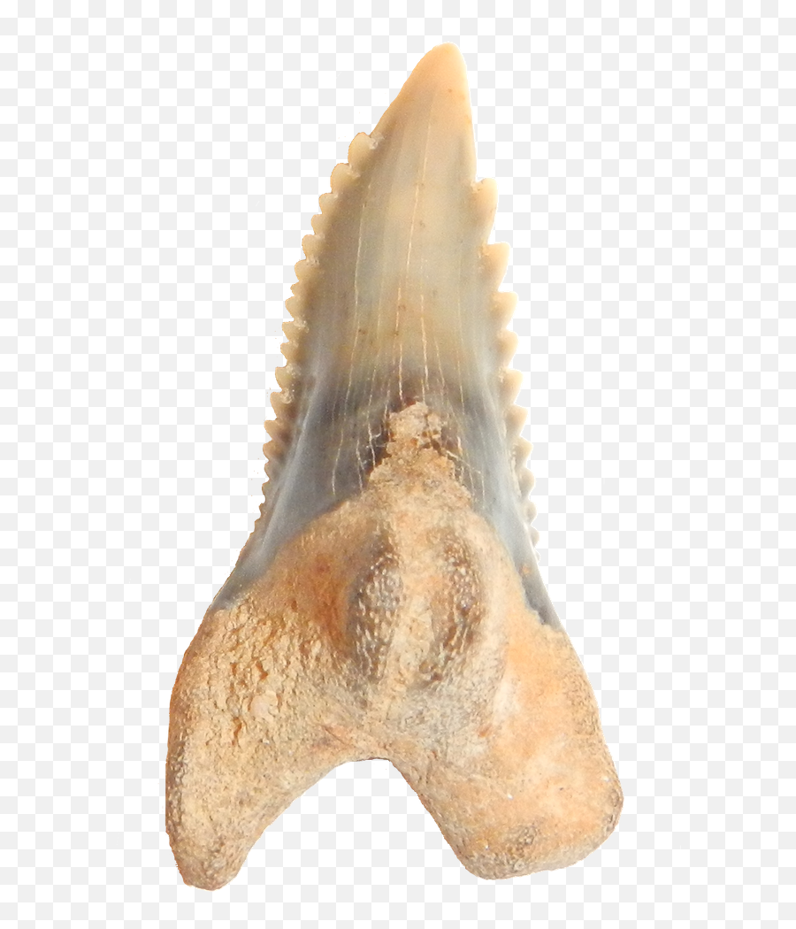 Hemipristis Shark Teeth Steemit - Fossil Png,Shark Teeth Png