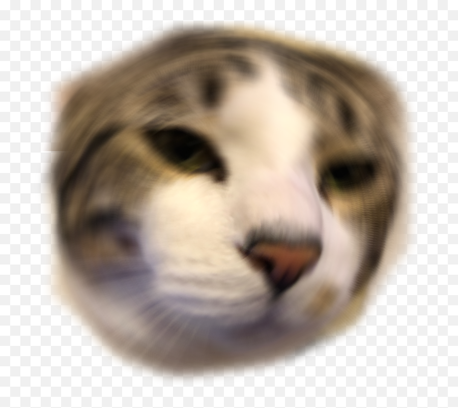 Download Other Emoji Discord Png Anime Cat - Png Emojis For Discord,Anime Cat Png