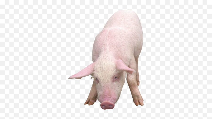 Pig Png Images - Download Picture Of Pig,Free Pig Icon
