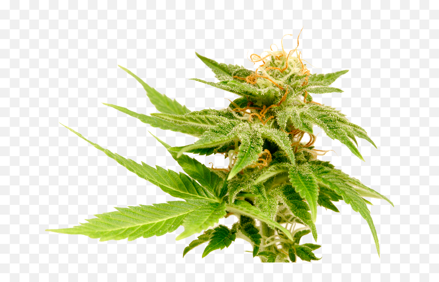 Cannabis Plant - Cannabis Pictures Transparent Background Png,Weed Transparent Background