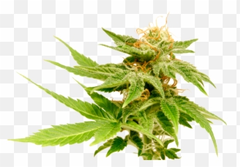 Cannabis Plant - Pictures Transparent Background png