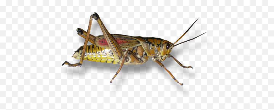 Form Of A Grasshopper Can We Appreciate - Png Brown Grasshopper,Grasshopper Png