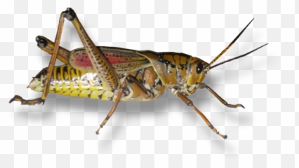 Form Of A Grasshopper Can We Appreciate - Png Brown Grasshopper,Grasshopper Png