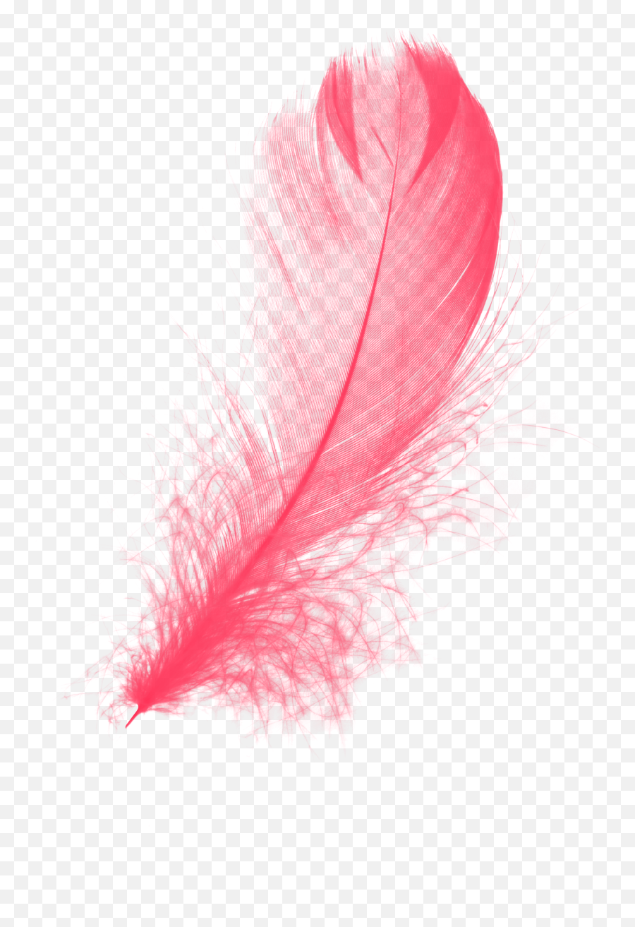 Download Red Feather Png Transparent Background