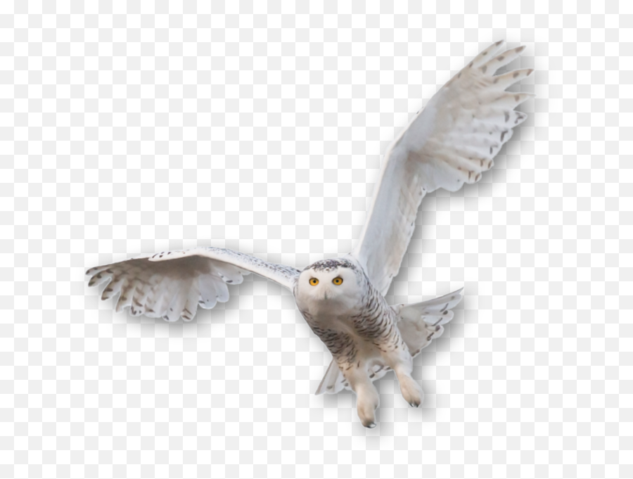 Nor Snow Affects Their Watch - Snowy Owl Png,Owl Transparent