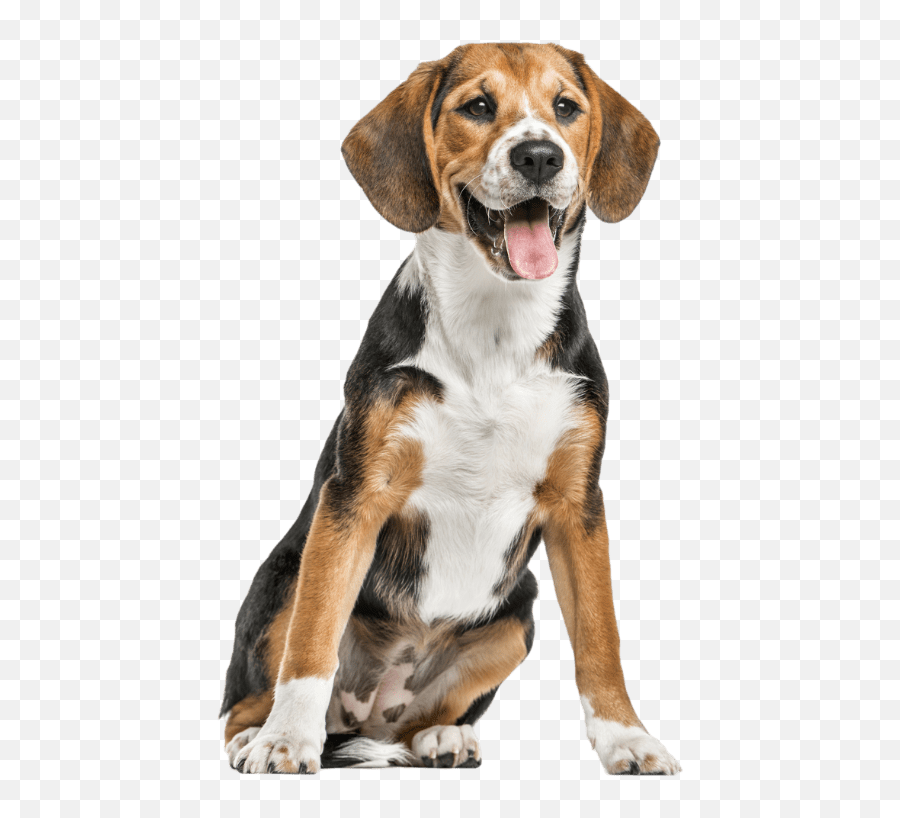 Beagle - Dog Potty Training Png,Beagle Png