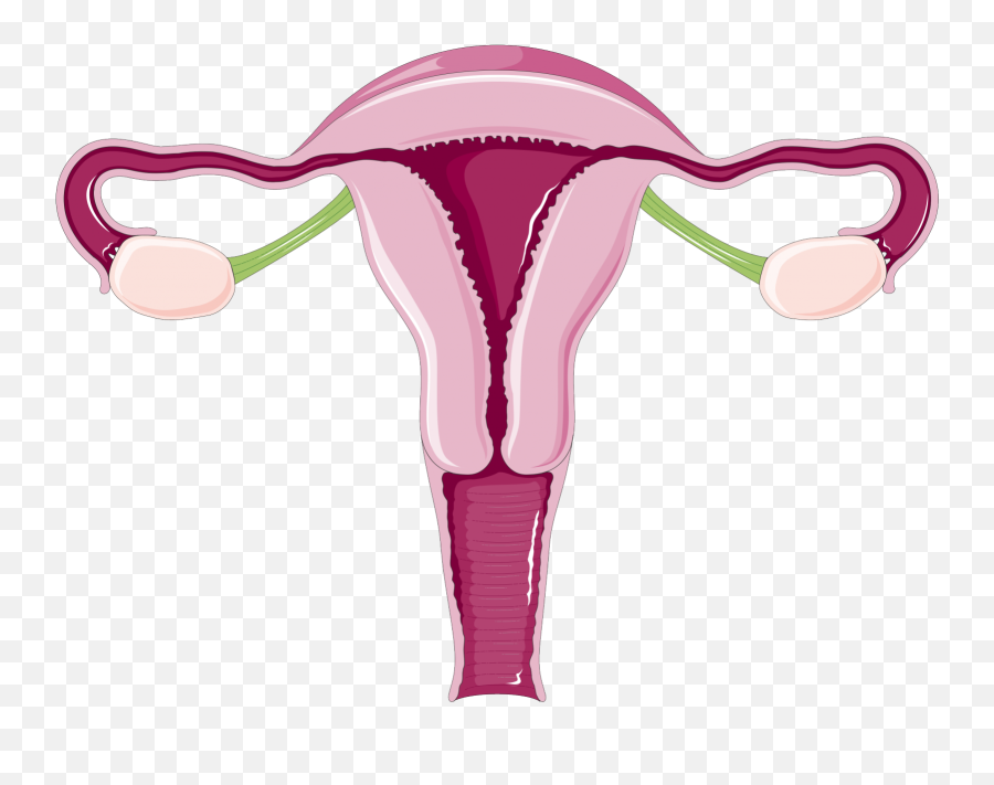 Why Do Women Have Periods Everything - Normal Size Of Uterus In Mm Png,Uterus Png