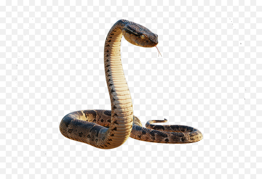 Snake Vívora Animals - Free Image On Pixabay Realistic 3d Model Snake 3d Png,King Cobra Png