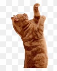 Cats Bananas - Cat Jumps Png,Orange Cat Png