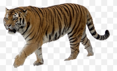 Download Png