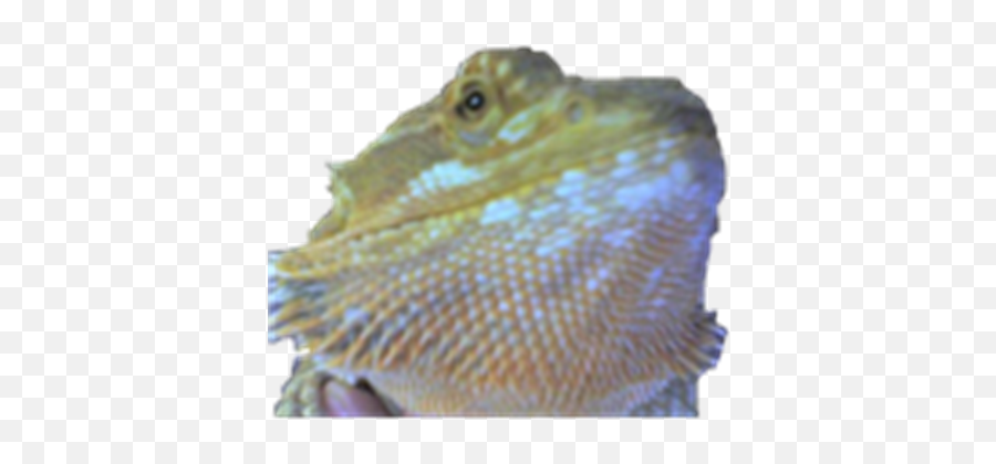 Bearded Dragon - Iguana Png,Bearded Dragon Png