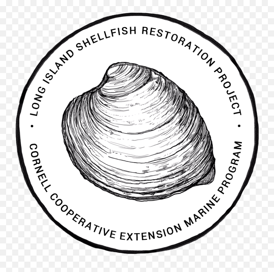 Long Island Shellfish Restoration Project - Long Island Shellfish Restoration Project Png,Oysters Png