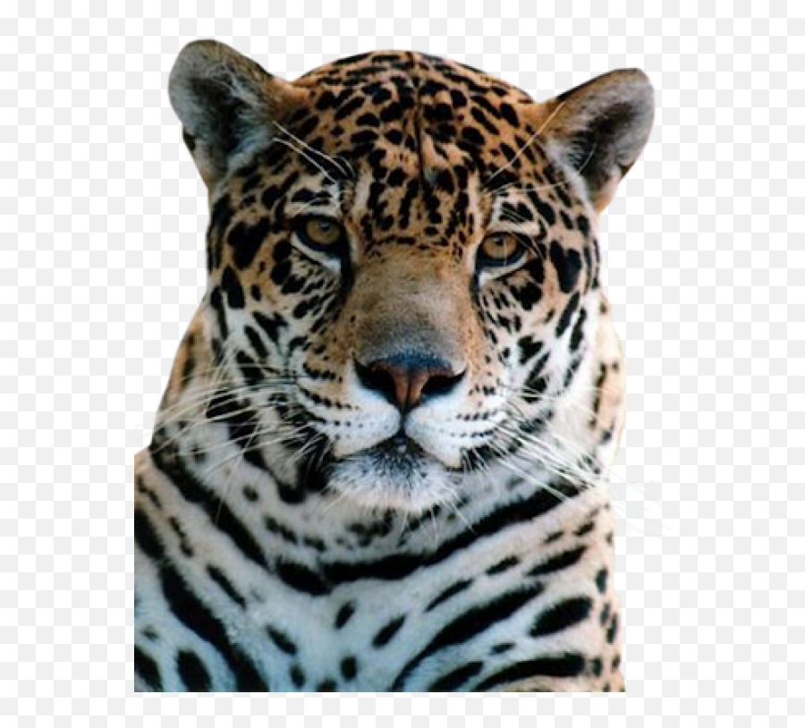 Leopard Png Free Download 10 - Tiger,Leopard Png