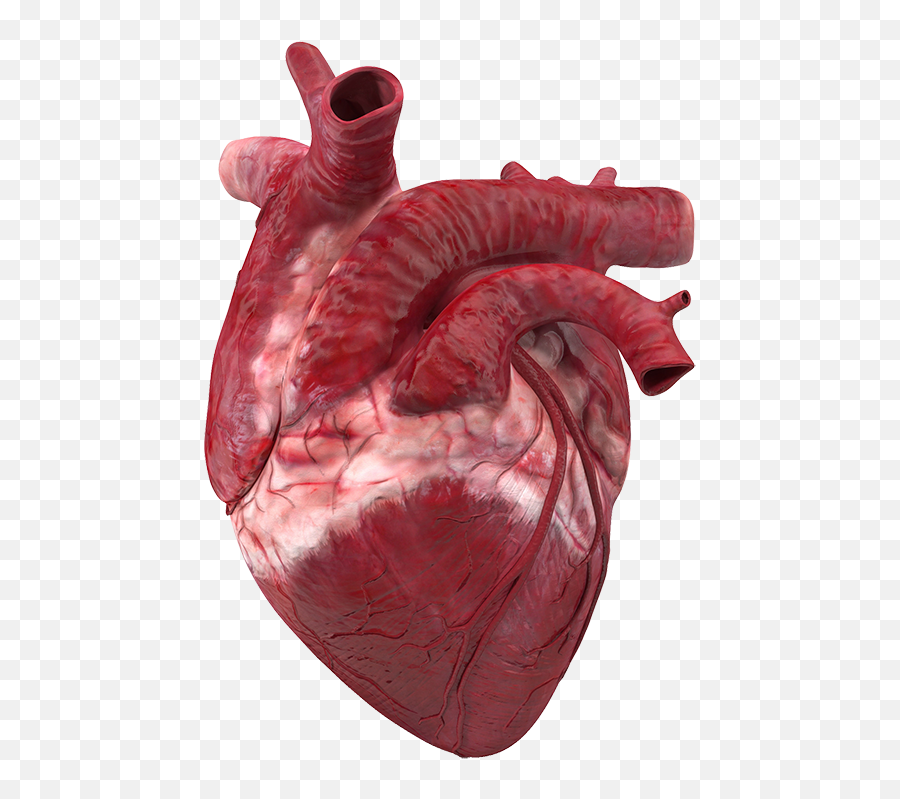 Real Transparent Heart Png Human