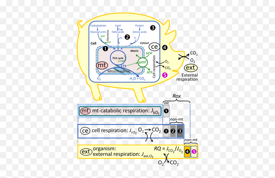 Gnaiger 2019 Mitofit Preprint Arch - Bioblast Reduction Of Mitochondrial Respiration Png,Mitochondria Png