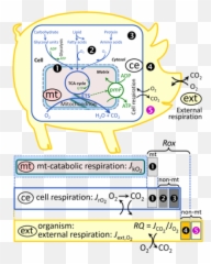 Gnaiger 2019 Mitofit Preprint Arch - Bioblast Reduction Of Mitochondrial Respiration Png,Mitochondria Png