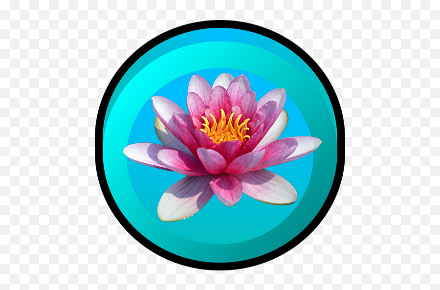 Categories Of Water Lily Amazonca Appstore For Android - Pink Water Lily Transparent Png,Water Lily Png