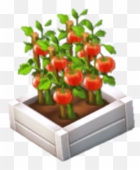 Tomato - Vertical Png,Tomato Plant Png