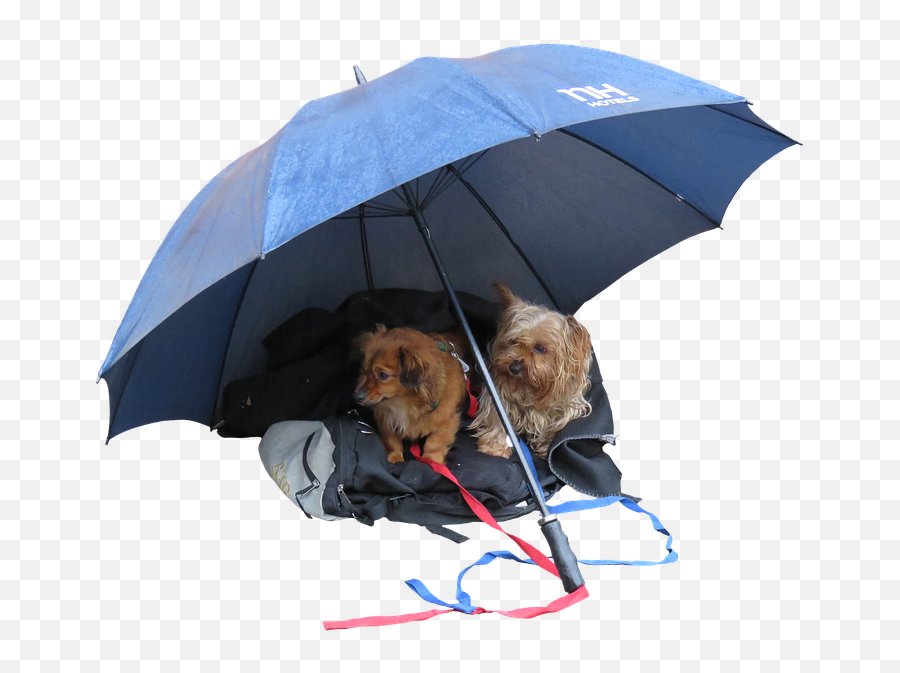 Leave Dog Partner Png Poster Print 20 X - Dog And Umbrella Png,Alone Png