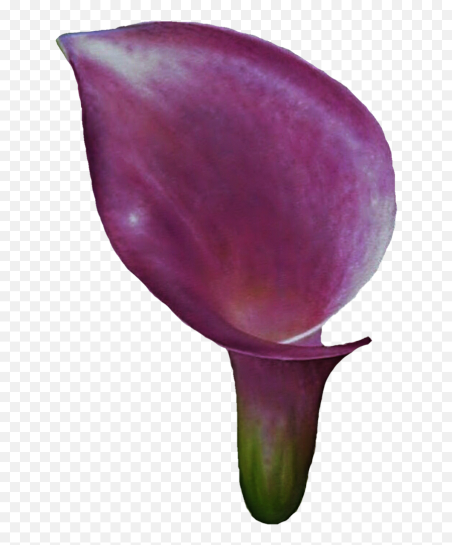Download Clipart Calla Lily Flower Png