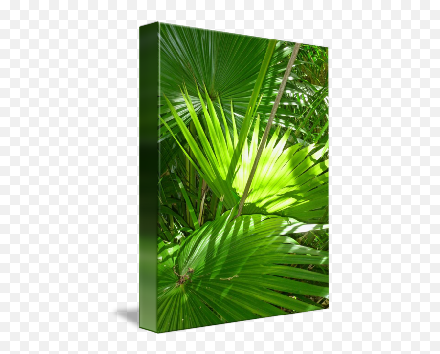 Palm Fronds By Joel Carlson - Fresh Png,Palm Fronds Png