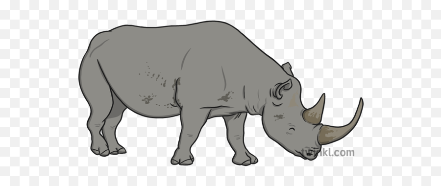 Black Rhino Illustration - Twinkl Twinkl Rhino Png,Rhinoceros Png
