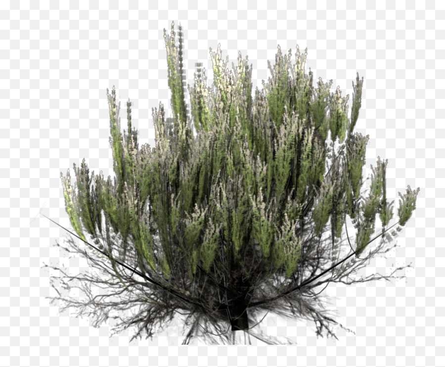 Desert Bush Transparent Background Png - Transparent Desert Plant Png,Shrub Transparent Background