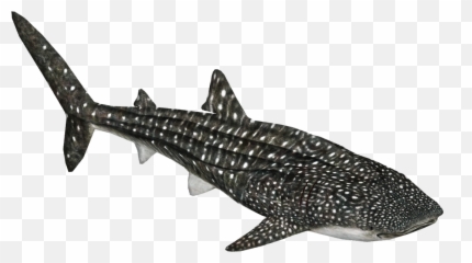 Whale Shark Png Image - Transparent Whale Shark Png,Whale Shark Png