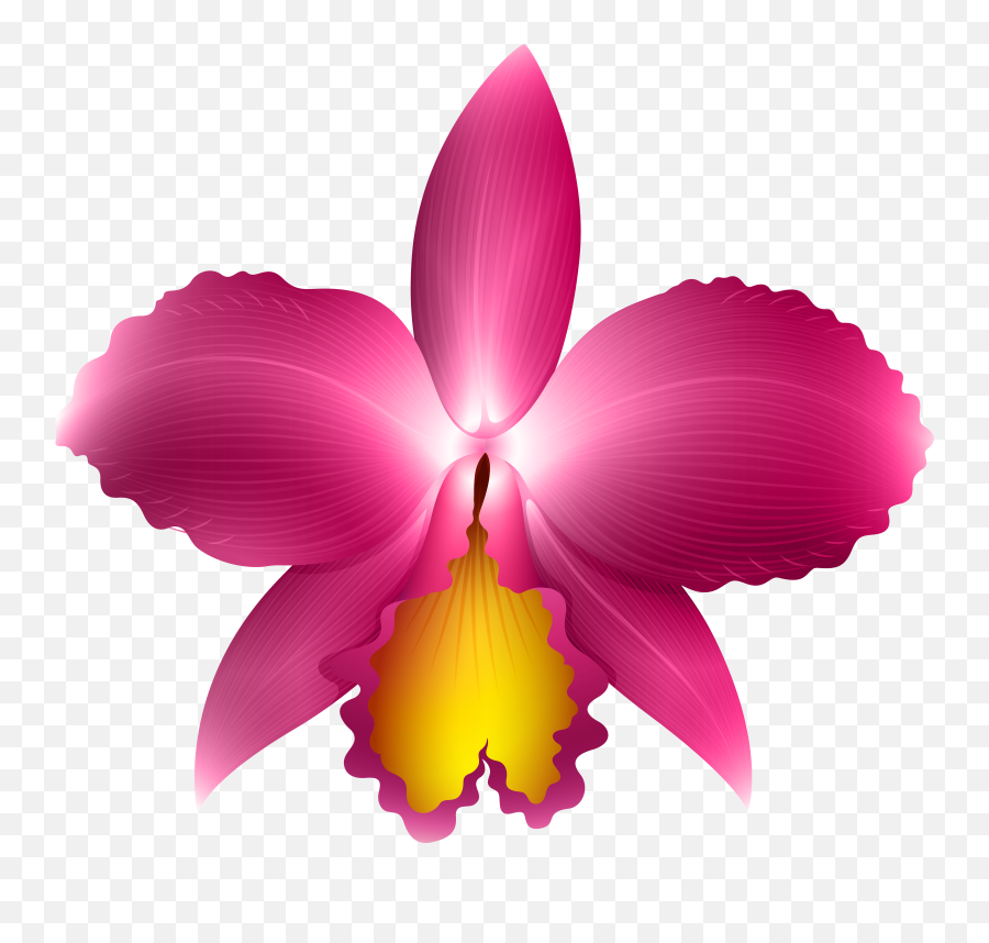 Clipart Frames Orchid - Orquidea Cattleya Png Transparent Cattleya Orchid Png Transparent,Orchids Png