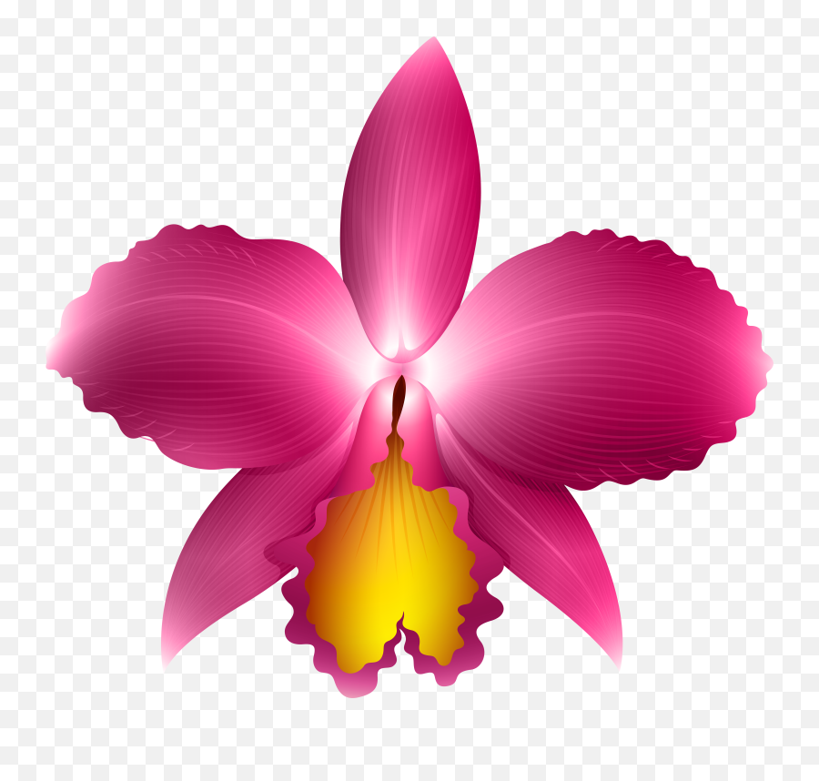 Clipart Frames Orchid - Orquidea Cattleya Png Transparent Cattleya Orchid  Png Transparent,Orchids Png - free transparent png images - pngaaa.com