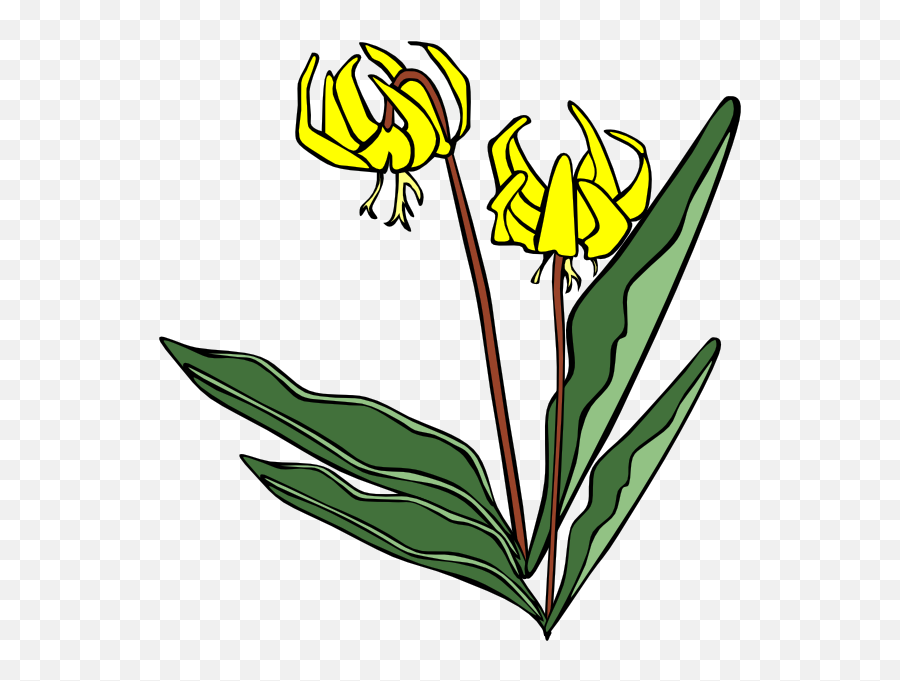 Yellow Flower Clip Art - Vector Clip Art Online Yellow Avalanche Lily Png,Green And Yellow Flower Logo