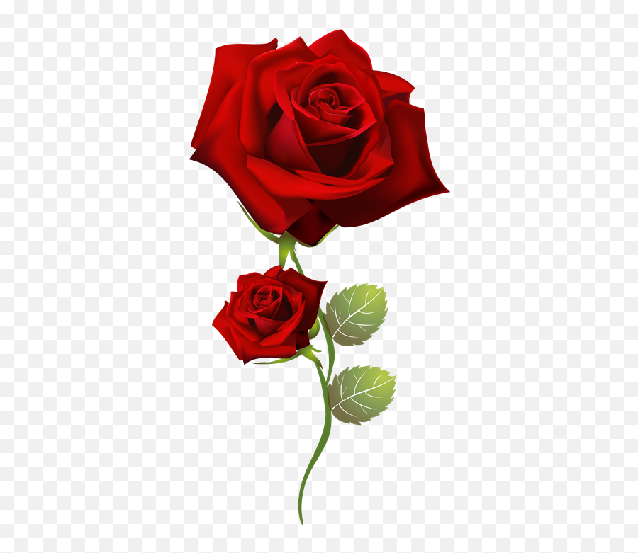 Rosas Rojas Png - Good Morning Wishes Tuesday Special,Rosas Rojas Png