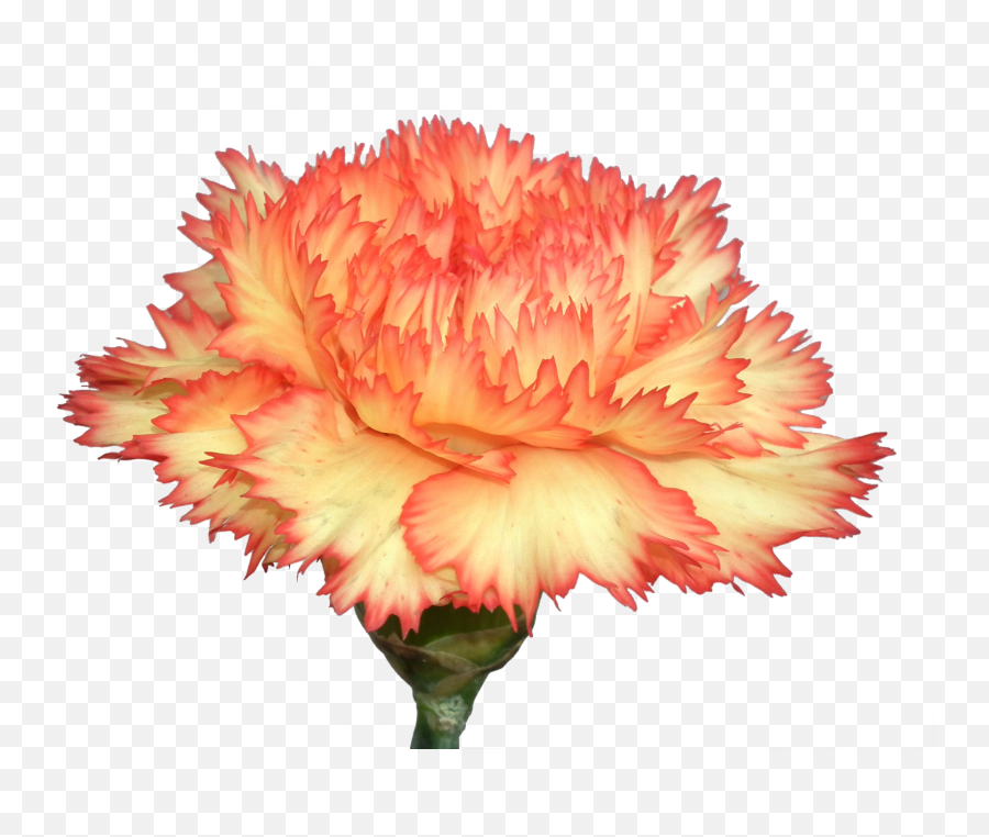 Carnation Png Transparent Images Free Download Flowers