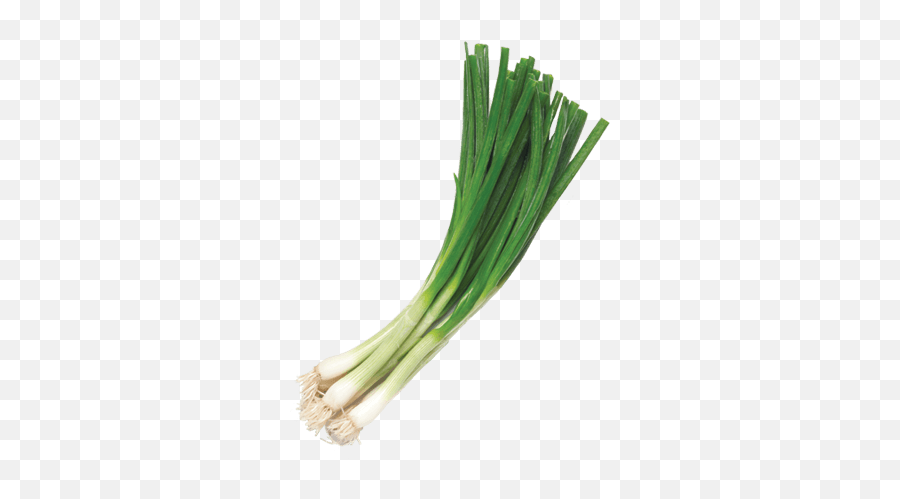 Egyptian Spring Onion For Export - Planet Green Green Onion Transparent Background Png,Onion Png